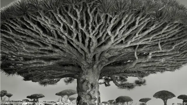 درخت سے رسنے والی سرخ رنگ کی گوند کی وجہ سے ہی اس درخت کو اژدھے کے خون سے تشبیہ دی جاتی ہے۔ ادویات اور رنگ بنانے میں سرخ گوند کے استعمال اور اس کی خوبیوں کا ذکر ہمیں قدیم یونانی اور رومی تہذیبوں میں بھی ملتا ہے۔ 