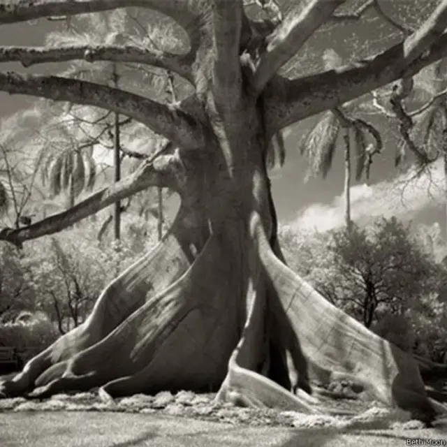 مُون کہتی ہیں: ’میں اپنی تصاویر کے لیے درختوں کا انتخاب تین بنیادوں پر کرتی ہوں۔ درخت کی عمر، اس کا بہت بڑا حجم یا یہ کہ اس درخت کی تاریخ کتنی دلچسپ ہے۔ اسی طرح اپنی تصاویر کے لیے میں انسانی تاریخ کی کتابوں، بناتات کی تاریخ، اخبارات کے مضامین، سفرناموں اور اپنے دوستوں کی معلومات کا سہارا لیتی ہوں۔ 