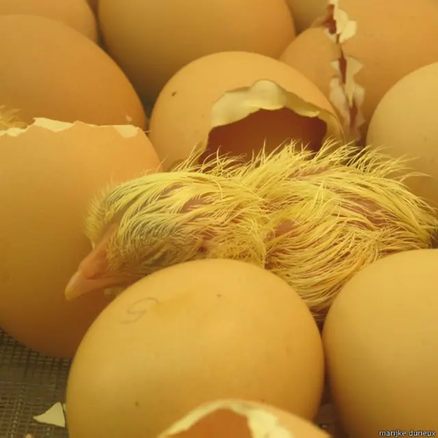 समथिंग न्यू, मारिज्के ड्यूरेक्स