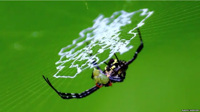 समथिंग न्यू, मधु जगदीश