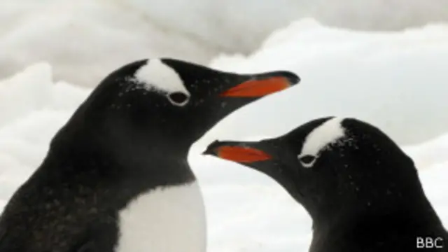 पेंग्विन जोड़ा