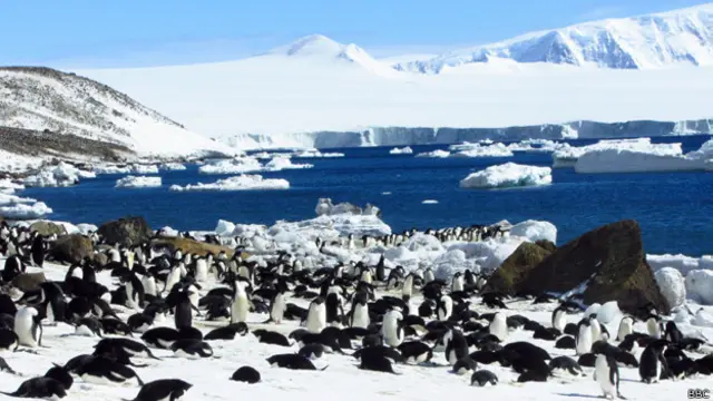 Pingüinos en Antártica