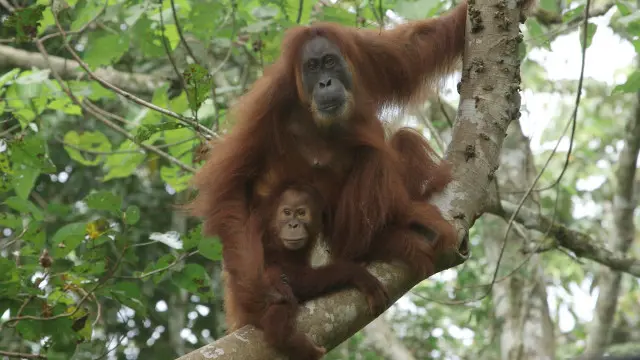 اورنگوٹن یا لنگور اپنے ہاتھ منھ کے گرد رکھ کر اپنی آواز کو بلند اور گرج دار بناتے ہیں