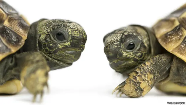 Tortugas mediterráneas