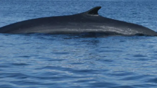 व्हेल मछली