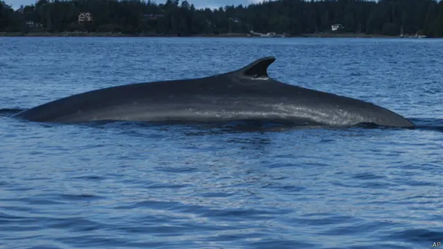 फिन व्हेल