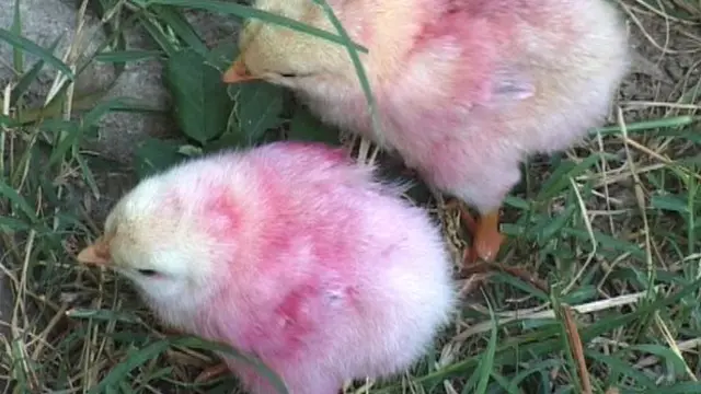 কাকের প্রিয় খাবার মুরগির ছানা।