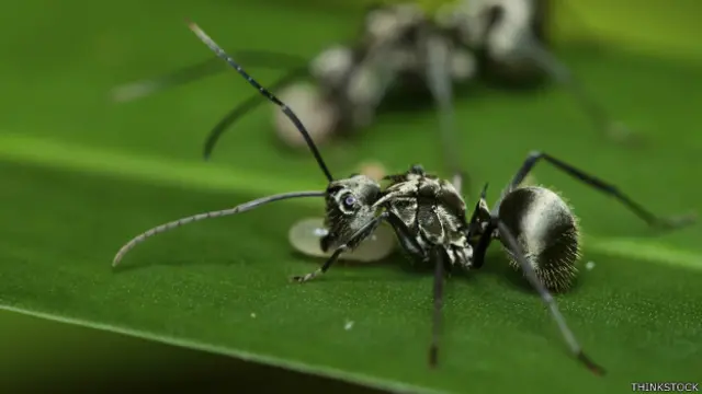 La hormiga Lasius niger cría rebaños de áfidos.