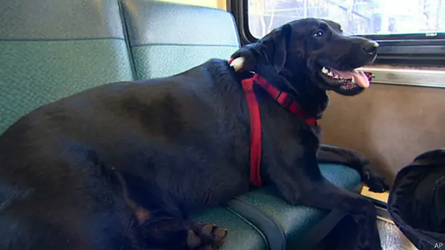 eclipse, pero labrado de seattle