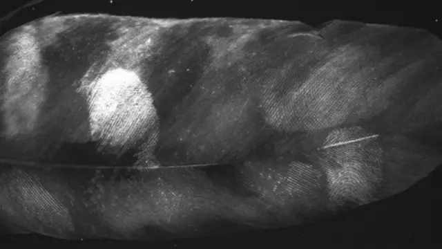 Sidik jari kini dapat dideteksi pada bulu burung menggunakan bubuk khusus dan metode tertentu.