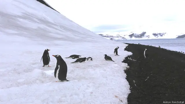 Пингвины