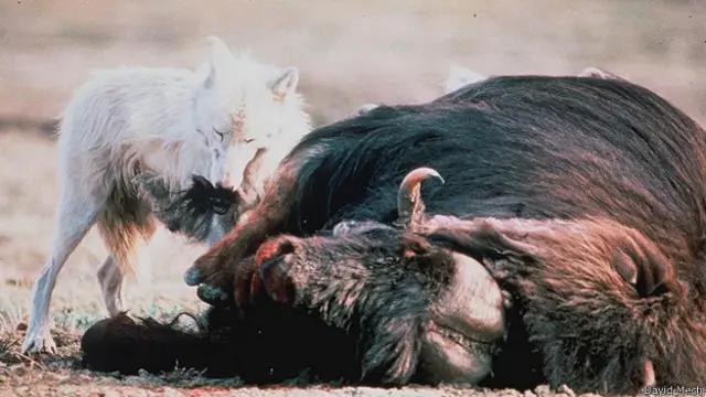 Добыча волка