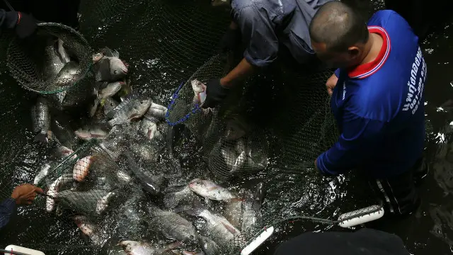 ထိုင်းငါးဖမ်းလှေတွေမှာ အလုပ်လုပ်နေကြတဲ့ မြန်မာ အလုပ်သမား အများအပြား ခေါင်းပုံဖြတ်ခံနေရ