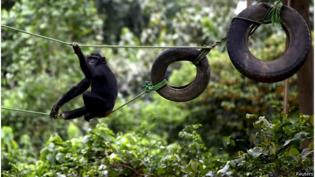 لنگوروں میں سے کچھ بہت دیر تک یہ مشروب پیتے رہے اور شراب کی ایک بوتل جتنا مشروب پینے کے بعد واضح طور پر ان پر اس کے اثرات دکھائی دیے اور وہ جلد ہی مدہوش ہو کر سو گئے