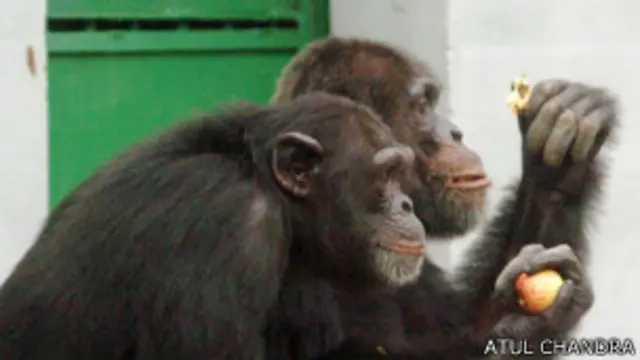 चिम्पांजी