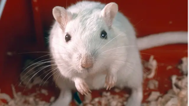 Tingkat stres pada tikus meningkat ketika berhadapan dengan tikus lain yang mereka tidak kenali.