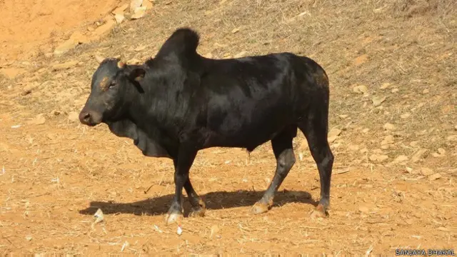 सांड की लड़ाई, नेपाल