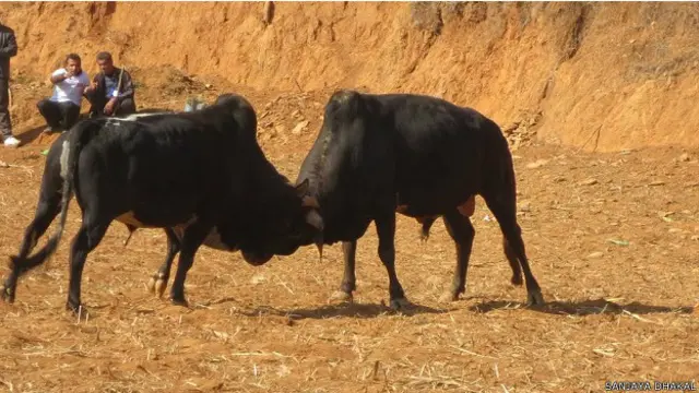 सांड की लड़ाई, नेपाल