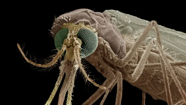 افریقہ میں اس ویکسین پر 30 سال قبل تحقیق کا آغاز ہوا تھا اور بہلا تجربہ 1998 میں کیا گیا تھا۔