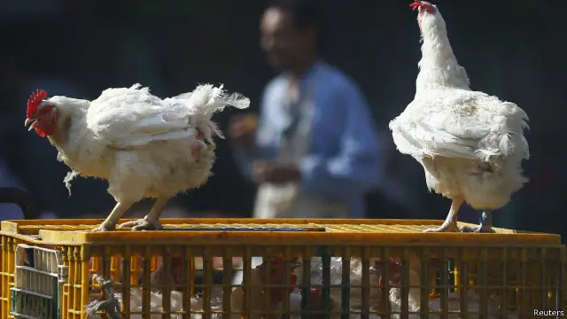 سجلت معظم حالات الإصابة بفيروس انفلونزا الطيور في مصر بمناطق ريفية، حيث يربى سكان القرى الدواجن في منازلهم.