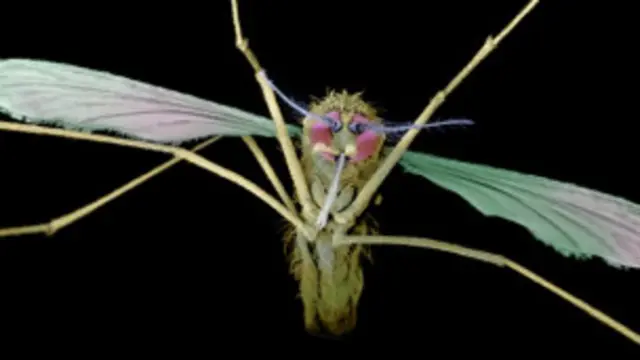 Quelque 6 millions de personnes, en majorité des enfants ont pu être sauvées. 