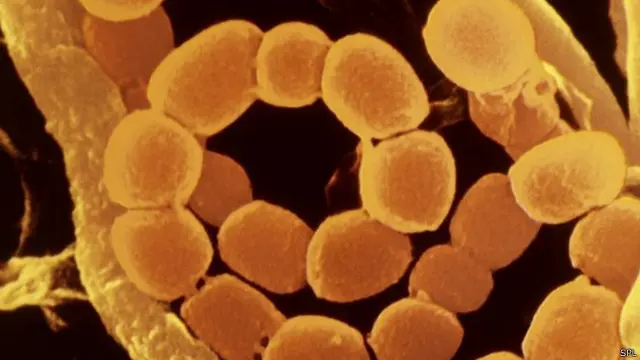 قد تتيح البكتيريا غير المخلقة من البيئة مجموعة رائعة من الجزئيات الجديدة