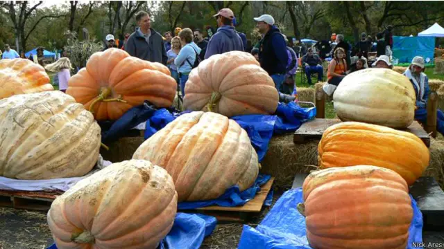 Calabazas gigantes