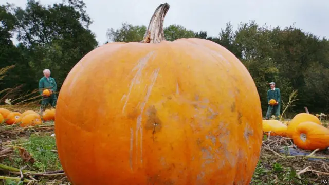 Calabaza