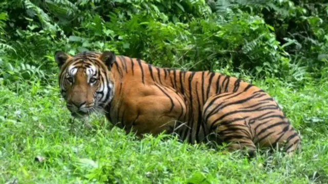 中國政府鼓勵馴養老虎等野生動物，導致死老虎身上的許多部分比活老虎還值錢。