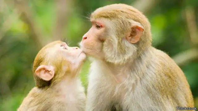 Chimpanzés se beijam para se reconciliar após uma briga