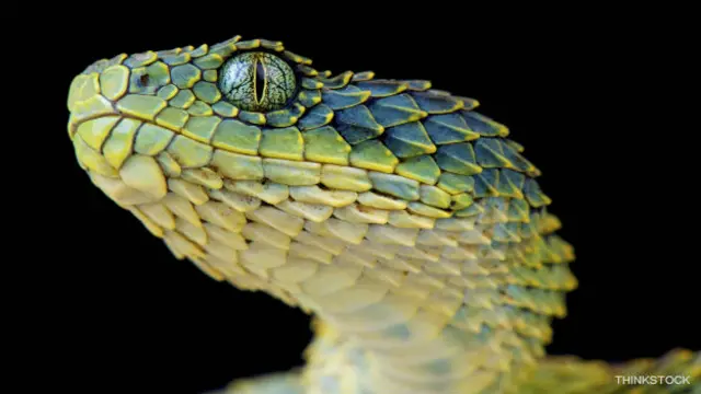 Serpiente de ojos rasgados
