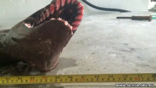 Плащеносная акула 