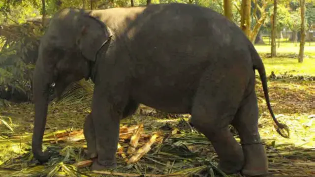 'සයිටිස් ප්‍රඥප්තිය යටතෙත් අපිට වනයෙන් අල්ලන සතෙක්, කිසිදු අවස්ථාවක කෙනෙකුට හෝ ආයතනයකට හෝ ලබා දෙන්න බෑ'