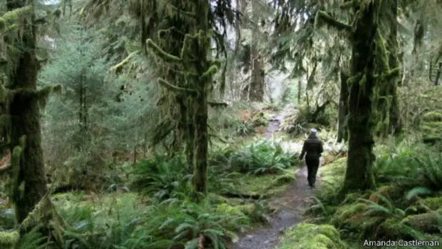 تزدهر النباتات السرخسية والفطريات في كل مكان، وتنمو الطحالب على طول الأوراق الكبيرة لأغصان الأشجار. 