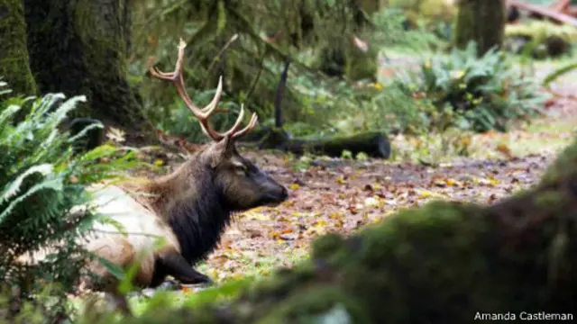 يقضم الأيل أوراق الشجيرات والنباتات المنخفضة في تلك الغابة المطيرة.