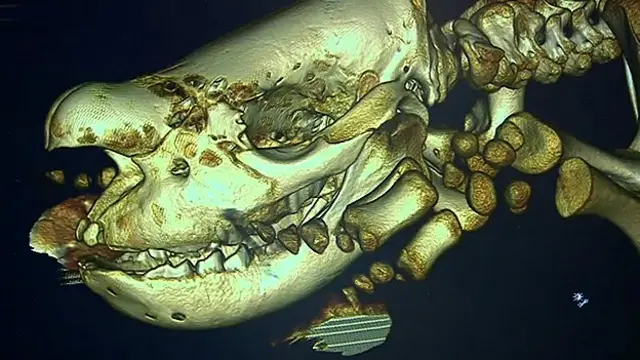 Escán de rinoceronte