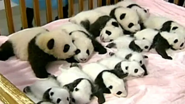 Pandas bebes
