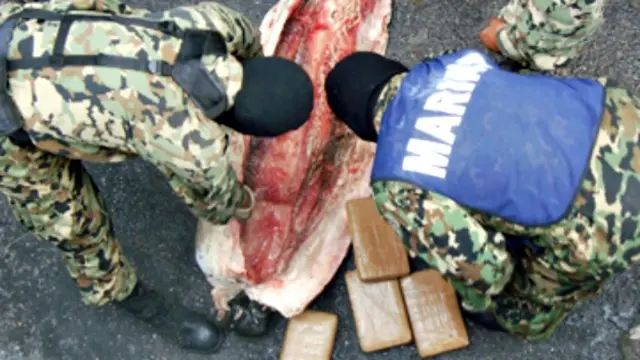 Marinos mexicanos extraen paquetes de cocaína de un tiburón congelado. Foto: Secretaría de Marina