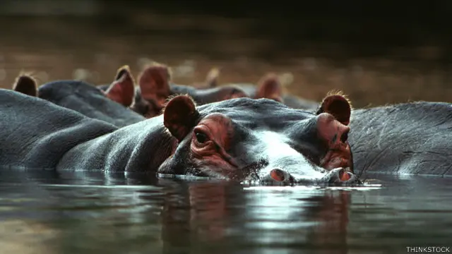 दरियाई घोड़ा