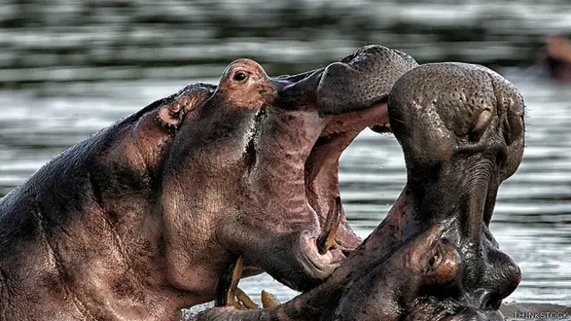 दरियाई घोड़ा