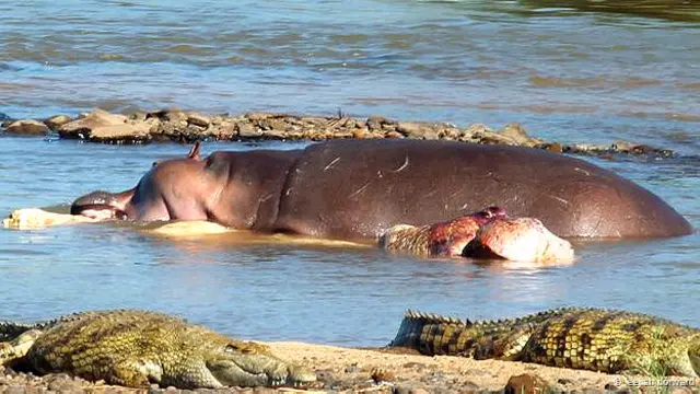 दरियाई घोड़ा