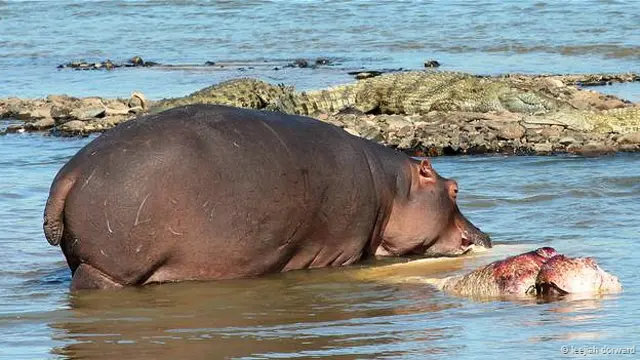 दरियाई घोड़ा