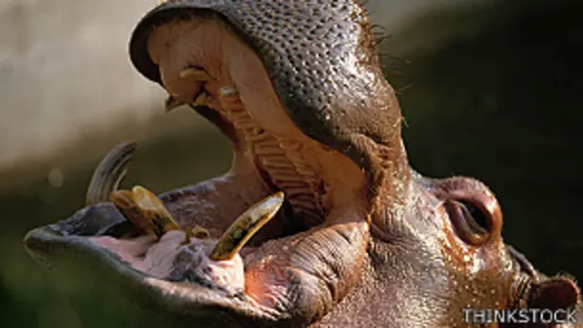 दरियाई घोड़ा