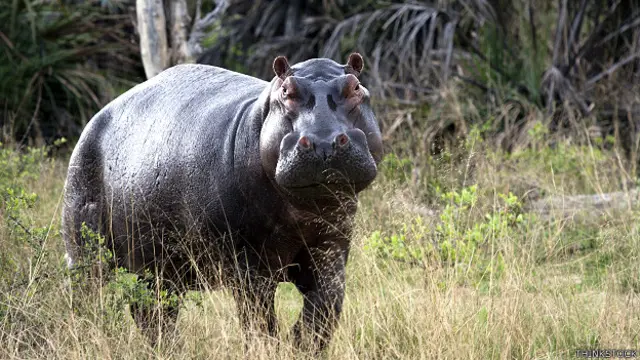 दरियाई घोड़ा