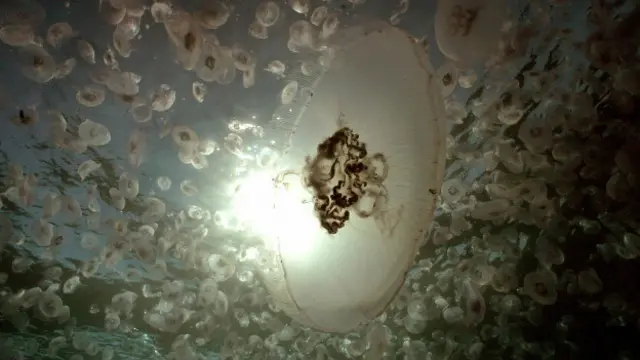 Algunas medusas pueden alcanzar un gran tamaño.