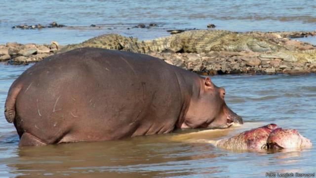 Hipopótamos 