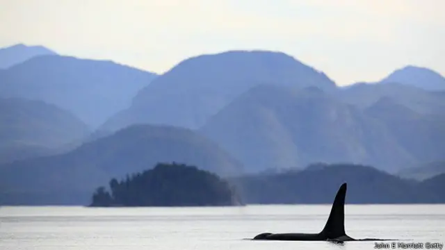 Косатка в проливе Джонстона