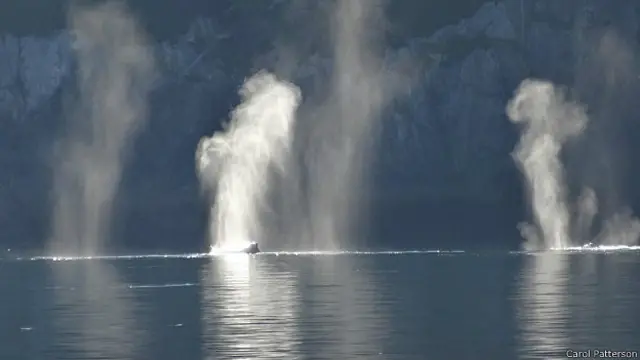 Фонтаны косаток