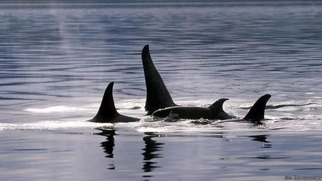 Косатки в серебряном свете