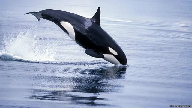 Косатка Биггса